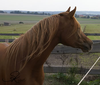 Ibn Kubinec *2003 / Vollblutarabergest�t Marahepa