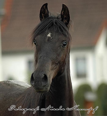Foto: Nicole Kumpf | www.elsabu.de | 2006