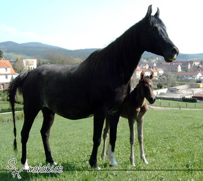 Mago mit Baby, knapp 3 Stunden alt