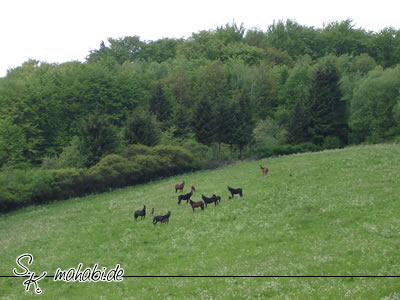 Auf gro�en Koppeln w�chst es sich prima...